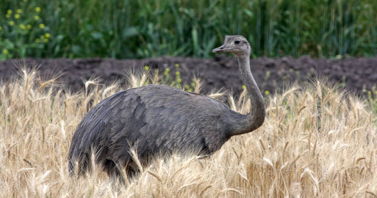 Greater Rhea in Argentina - Best Time
