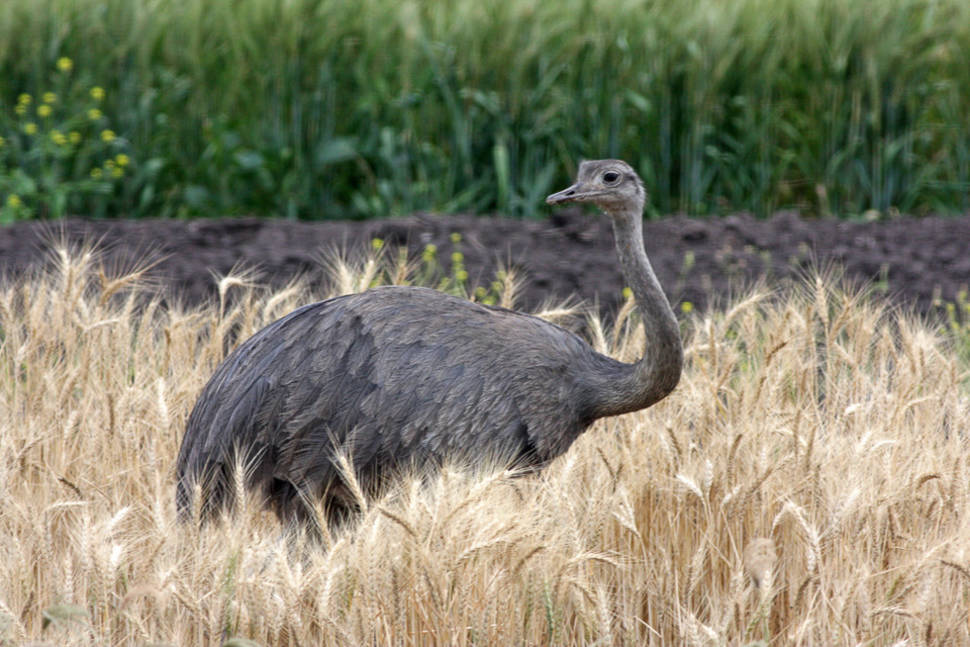Greater Rhea in Argentina - Best Time