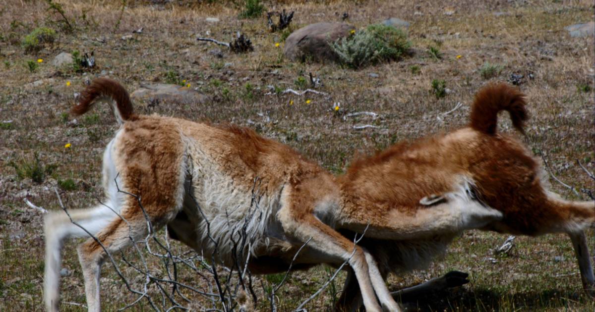 Guanaco Fighting in Argentina - Best Time