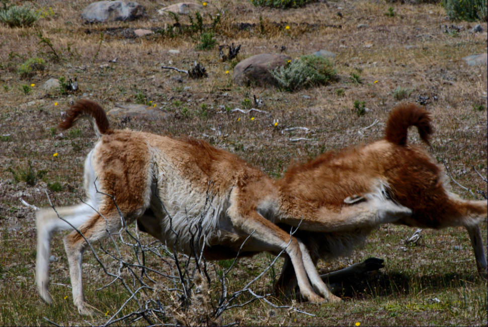 Guanaco Fighting in Argentina - Best Time