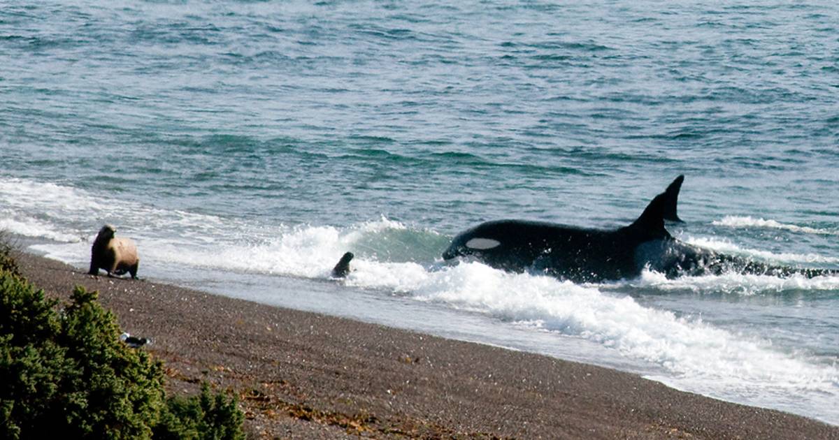 Orcas around Valdes Peninsula in Argentina - Best Time