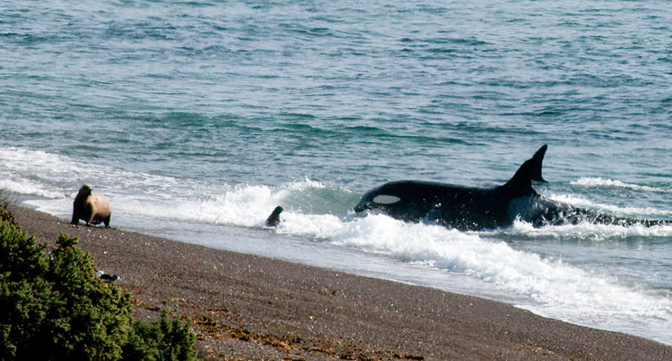 Orcas around Valdes Peninsula in Argentina - Best Time