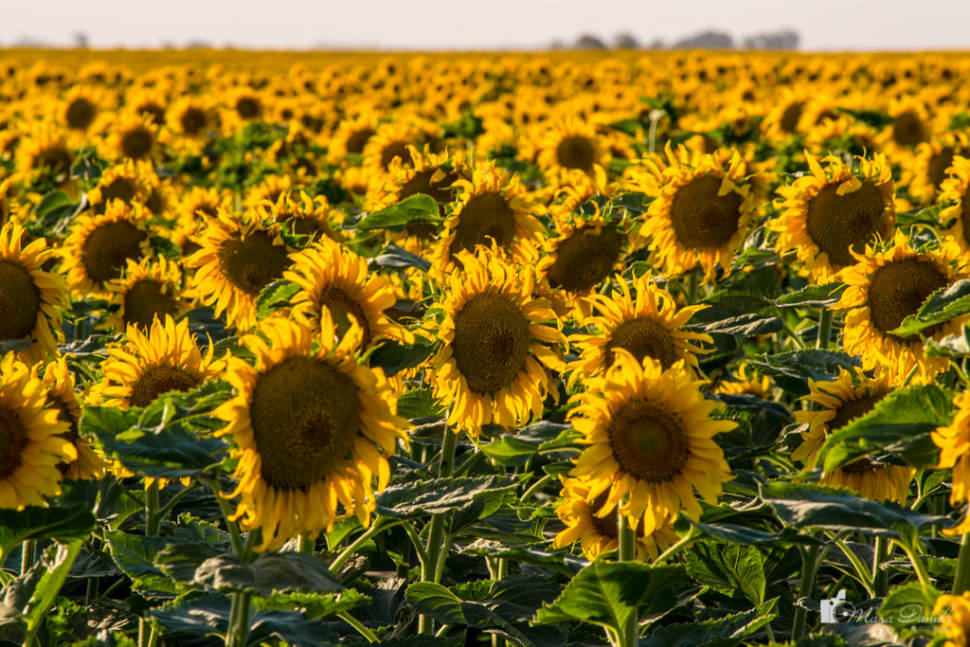 Pampas in Argentina - Best Season