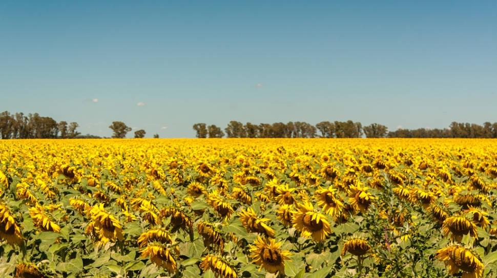 Best time for Pampas in Argentina