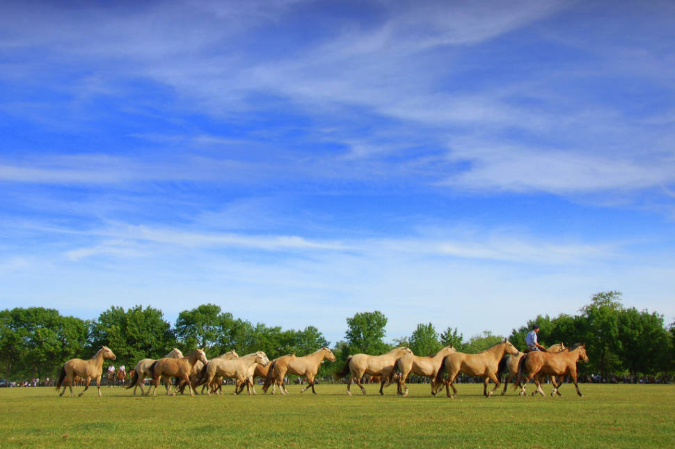 Best time to see Pampas in Argentina
