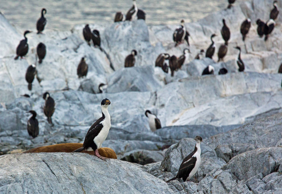 Best time to see Patagonian Cormorants in Argentina