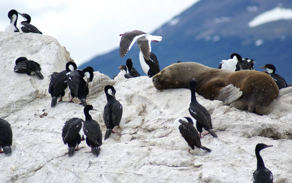Best time for Patagonian Cormorants in Argentina