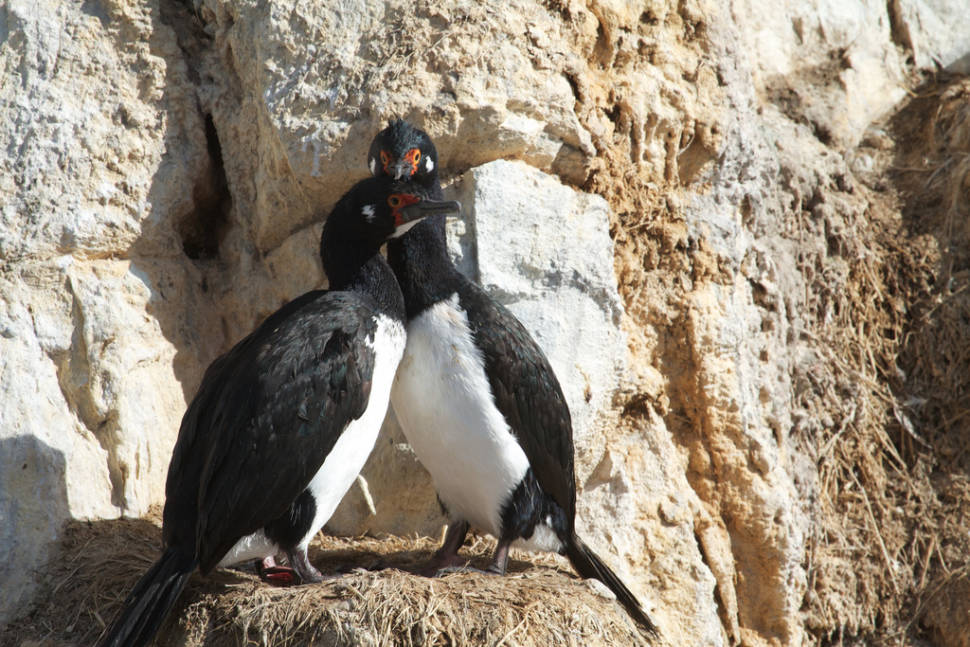 Best time for Patagonian Cormorants