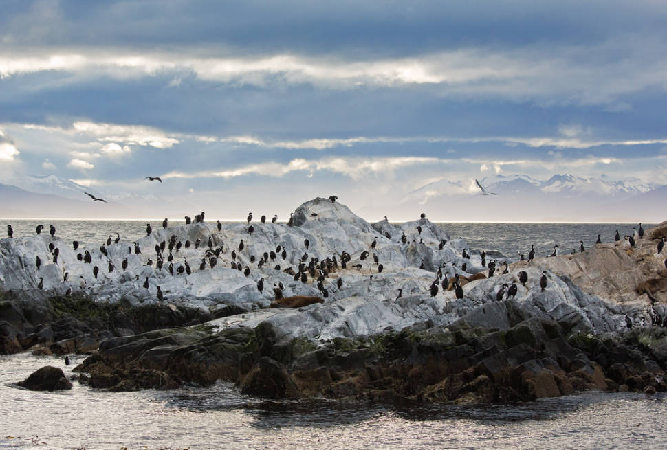 Best time to see Patagonian Cormorants