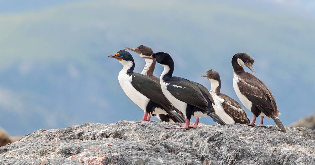 Patagonian Cormorants in Argentina - Best Time