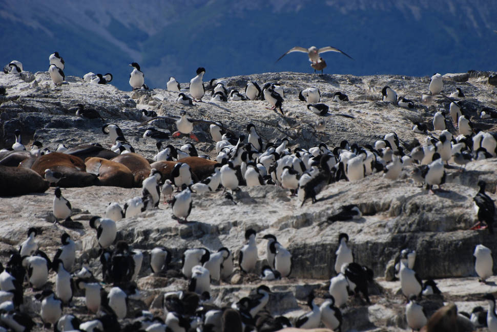 Birds and Seals on Island Near Ushuaia, Argentina