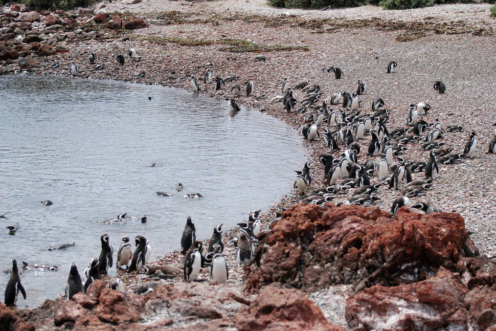 Magellanic Penguins