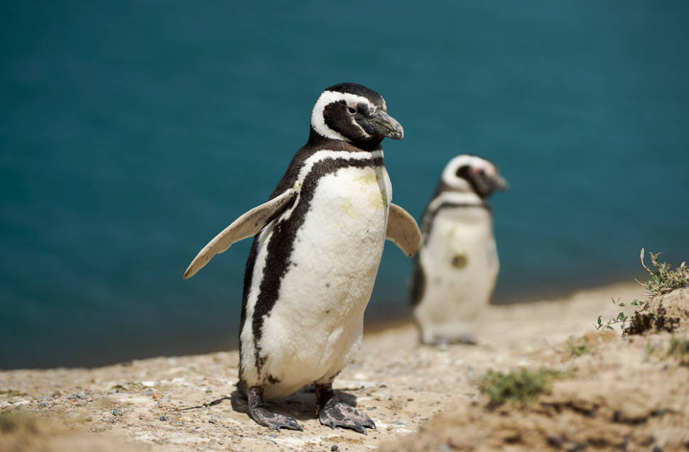 Magellenic penguin, Punta Tombo