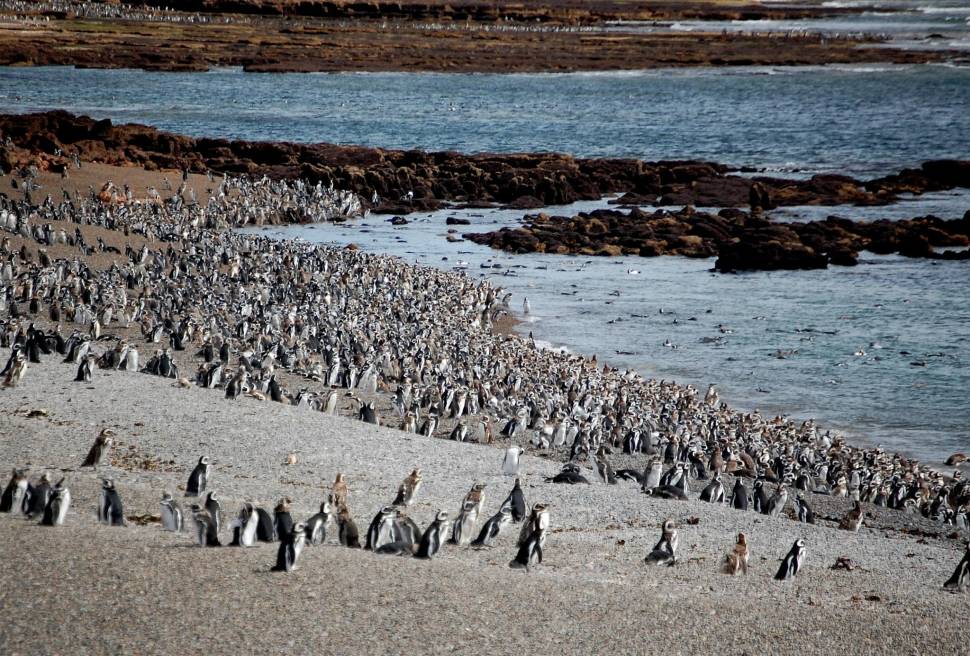 Punta Tomba Penguin Rookery