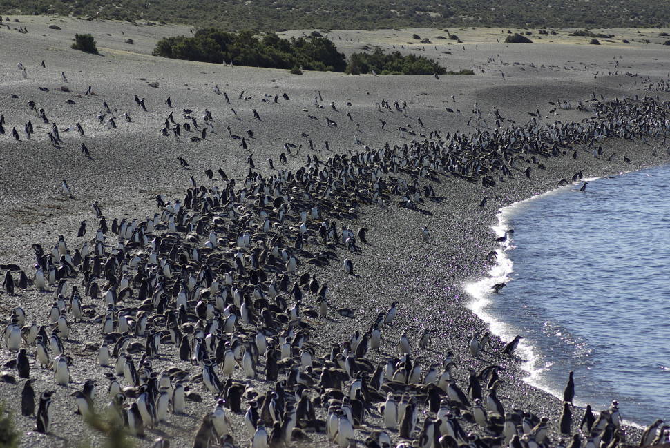 Penguins in Argentina - Best Season
