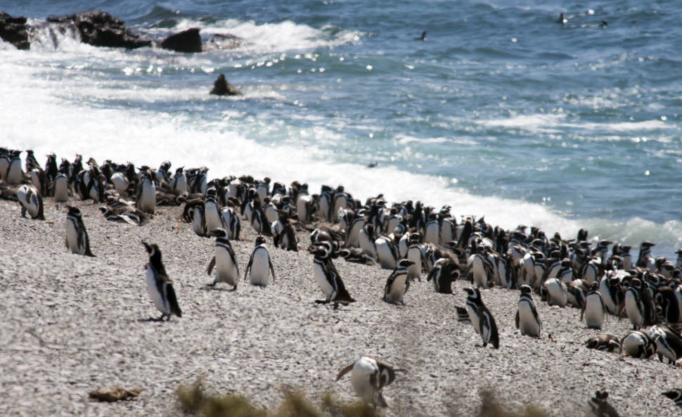 Penguins in Argentina - Best Time