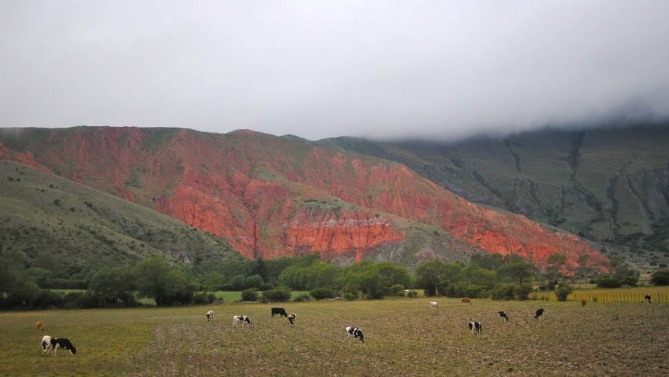 Cows hanging out in a splendid decorum. Between la Quebrada de Humahuaca and Salta, NOA, Argentina