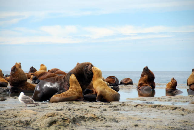 Male and his females