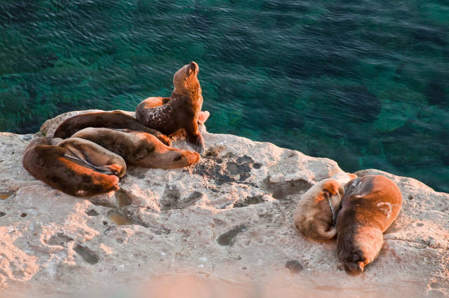 Sea Lion Pups in Argentina - Best Time
