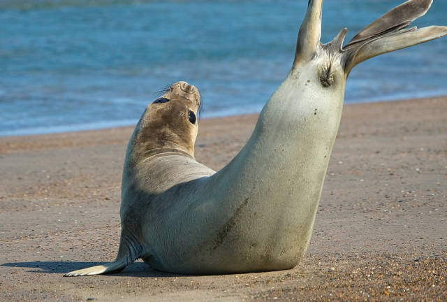 Southern Elephant Seals in Argentina - Best Time