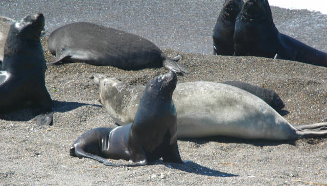 Southern Sea Lions (Otaria byronia) in the foreground and bacgrounds with Southern Elephant Seals and pups (Mirounga leonina) in the middle.