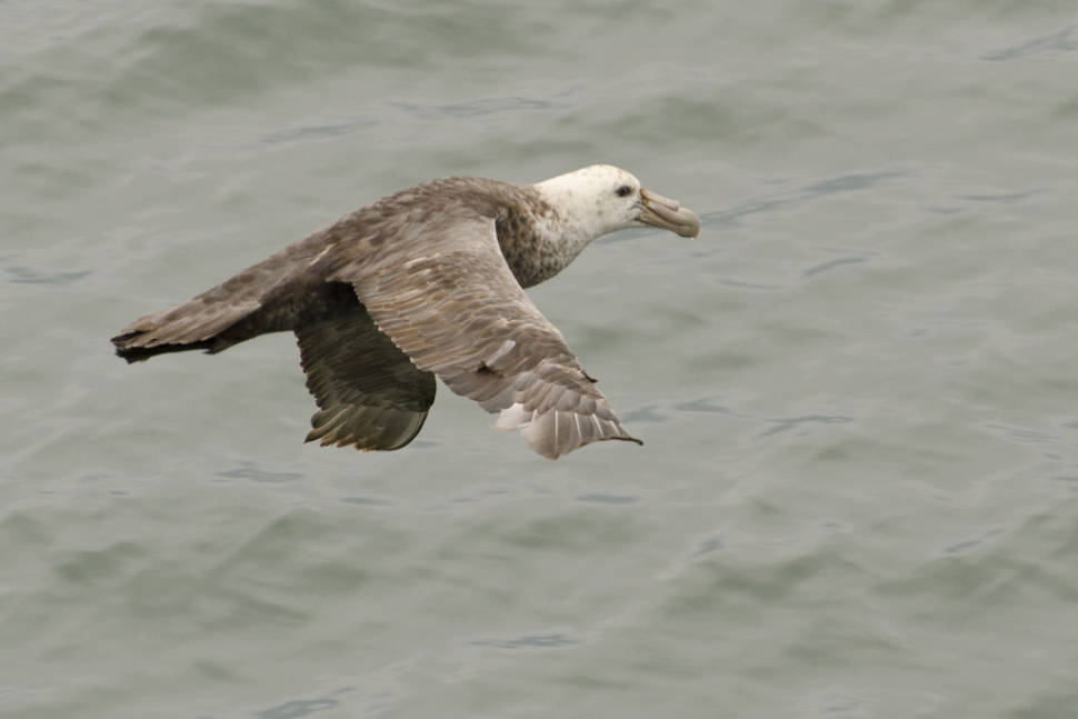 Southern Giant Petrel in Argentina - Best Season