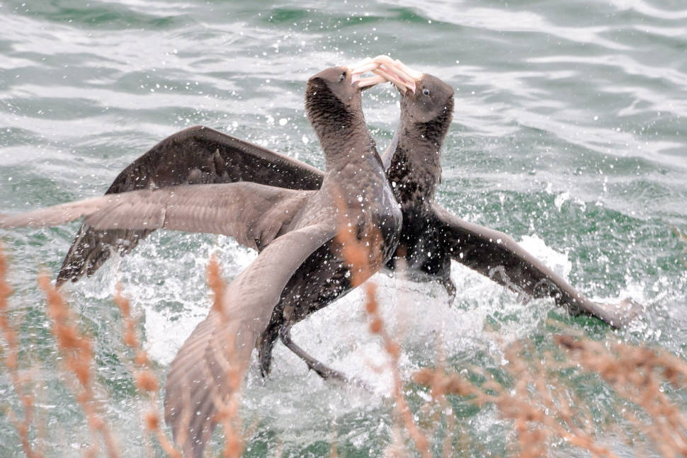 Southern Giant Petrel in Argentina - Best Time