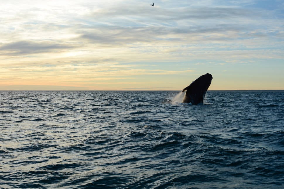 Best time for Southern Right Whale Watching in Argentina