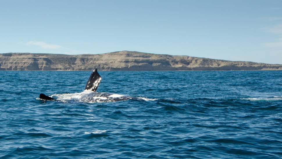 Southern Right Whale Watching in Argentina - Best Season