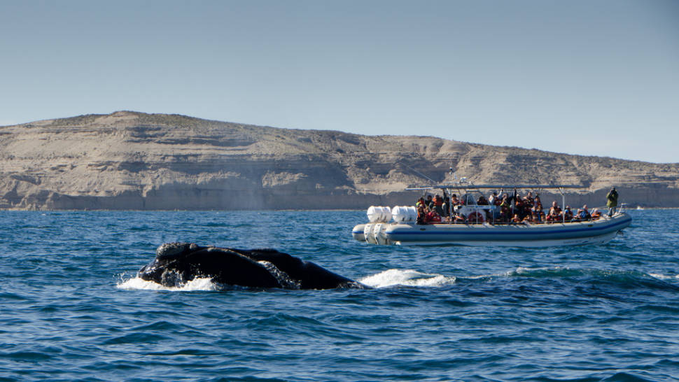 Southern Right Whale Watching in Argentina - Best Time
