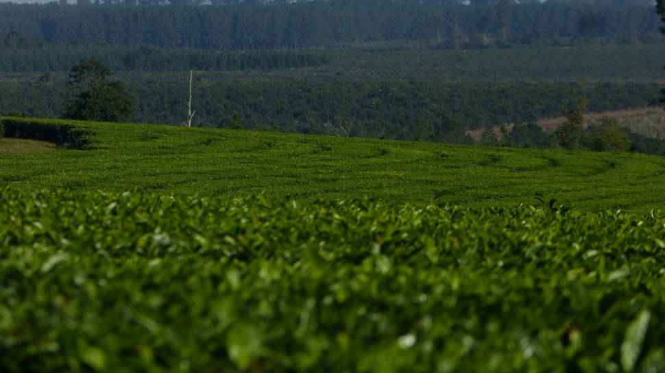 Tea Harvest in Argentina - Best Season