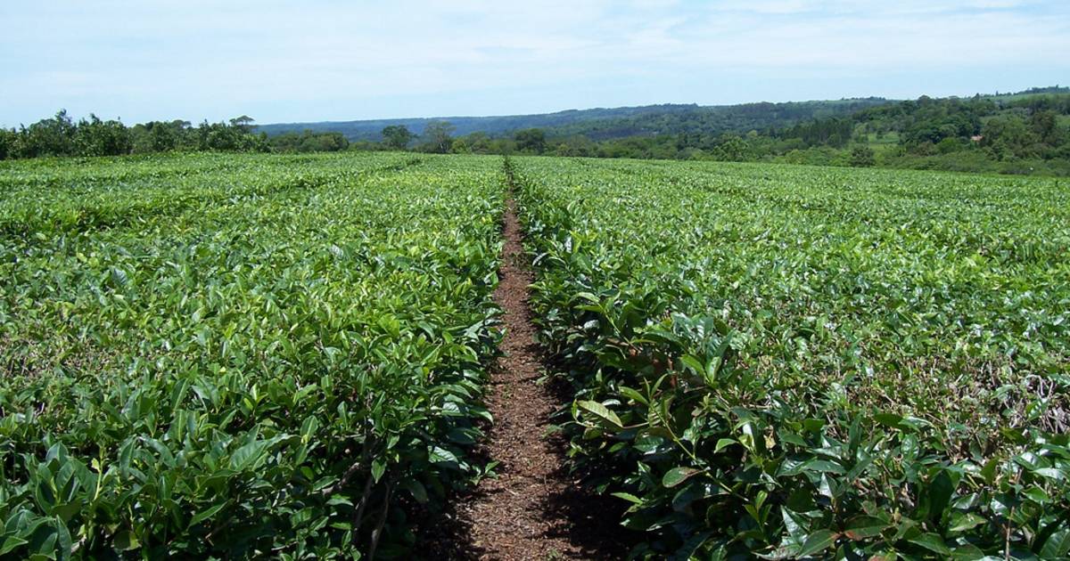 Tea Harvest in Argentina - Best Time