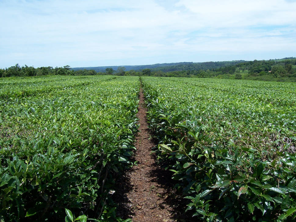Tea Harvest in Argentina - Best Time