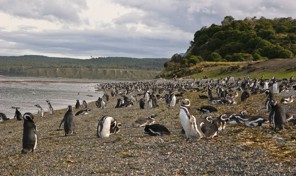 Magellanic penguins