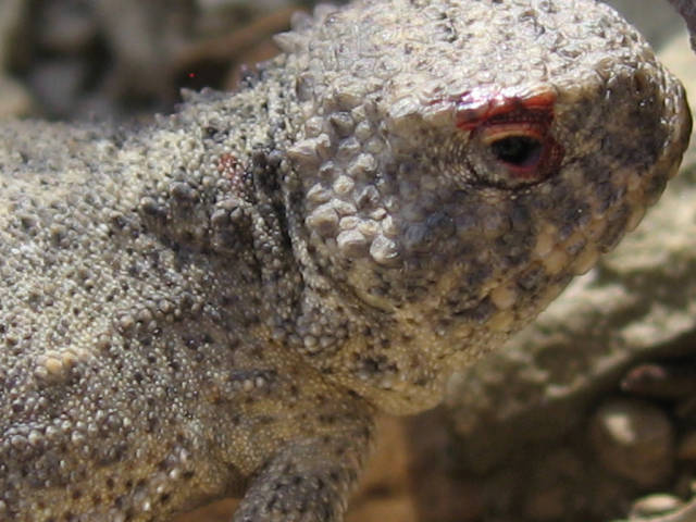 Best time for Blood-Shooting Lizards in Arizona