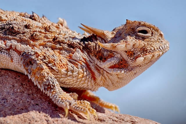 Blood-Shooting Lizards in Arizona - Best Time