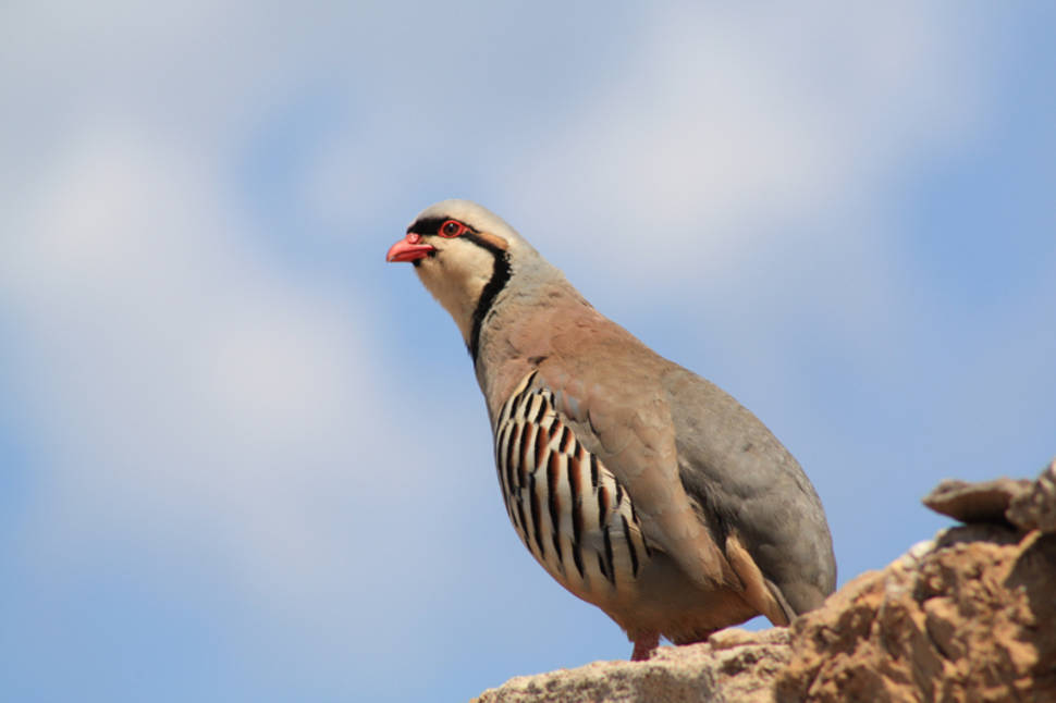Chukar