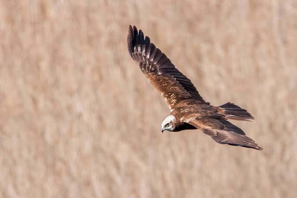 Eagle, Schinias National Park