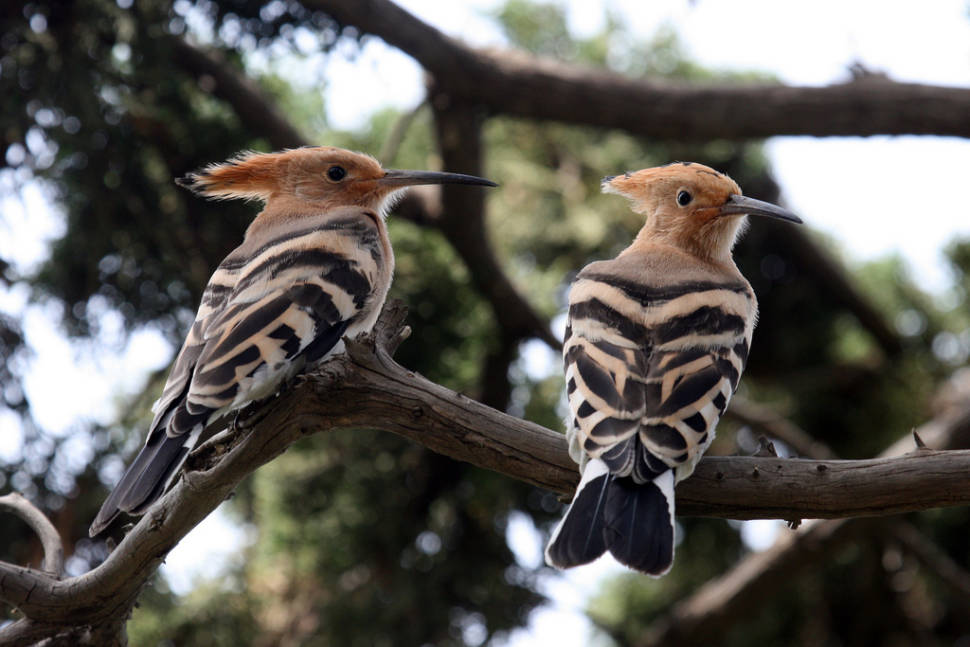 Birdwatching in Athens - Best Time