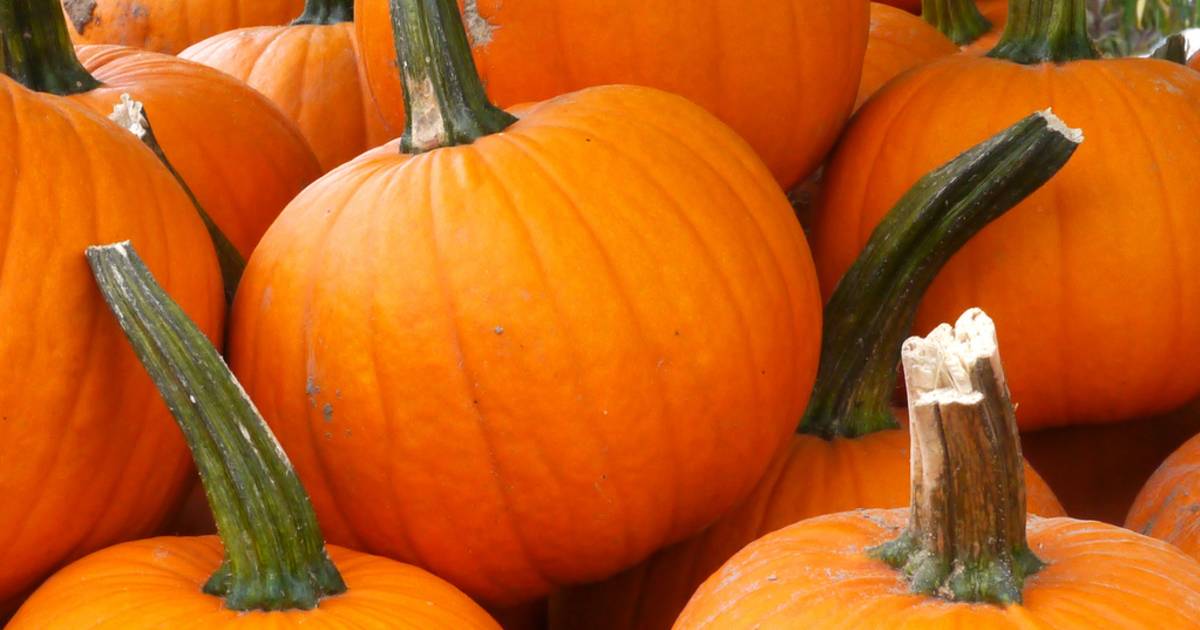 Pumpkin Season in Australia - Best Time