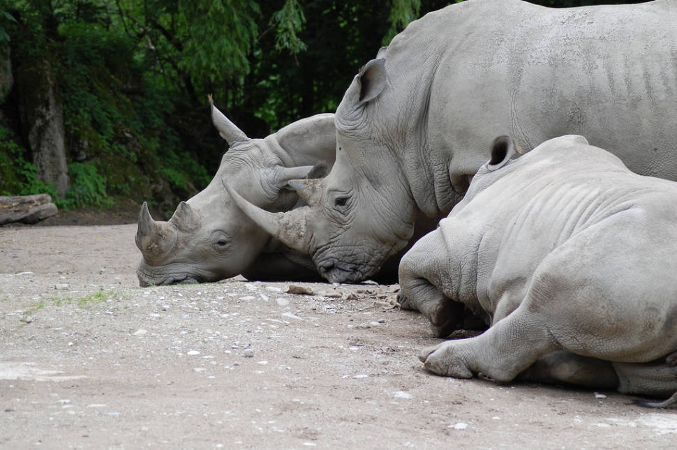 Besuch im Zoo von Salzburg