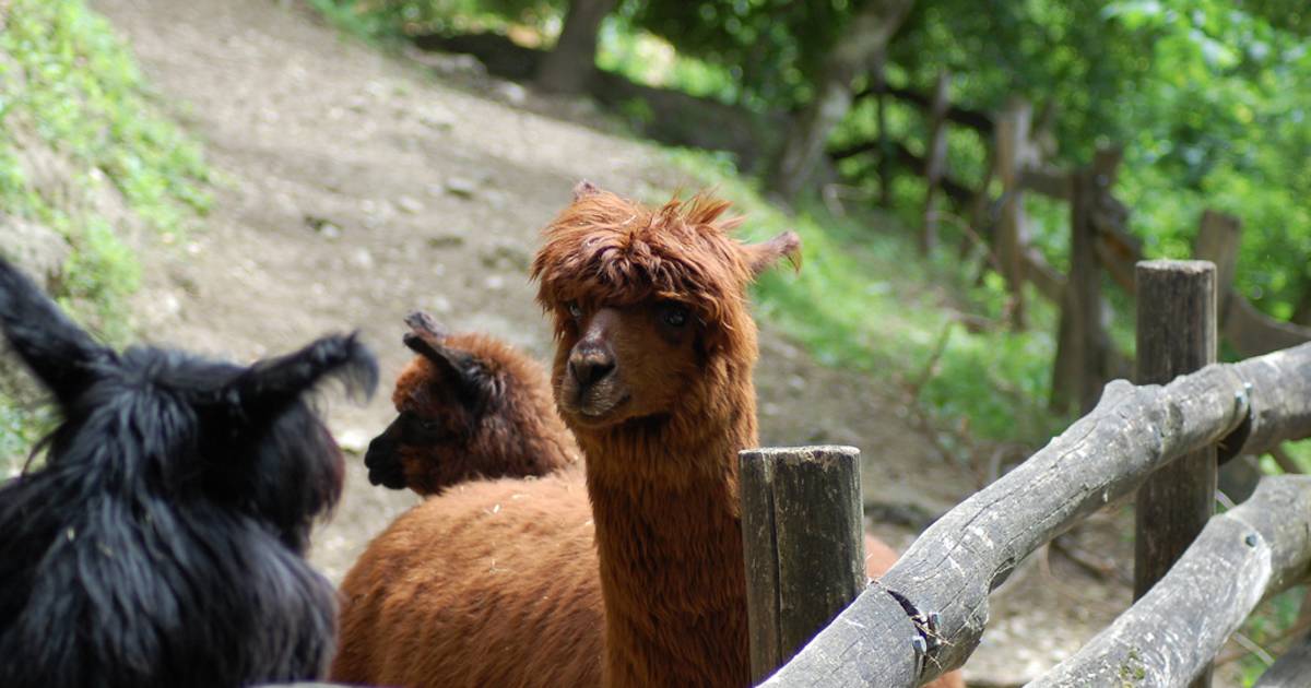 Alpenzoo Innsbruck in Austria - Best Time