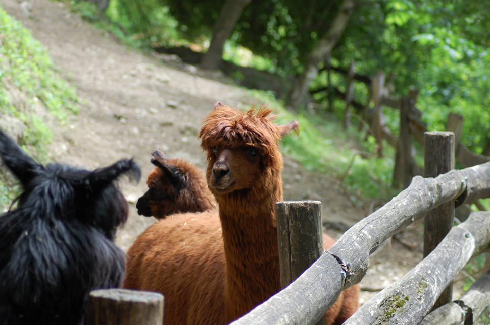 Alpenzoo Innsbruck in Austria - Best Time