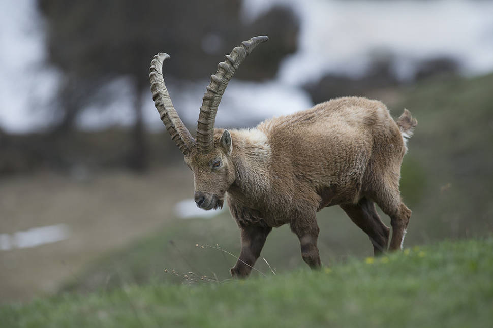 Best time to see Alpine Ibex in Austria