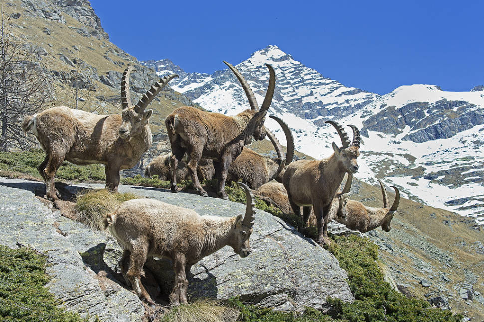 Best time for Alpine Ibex in Austria