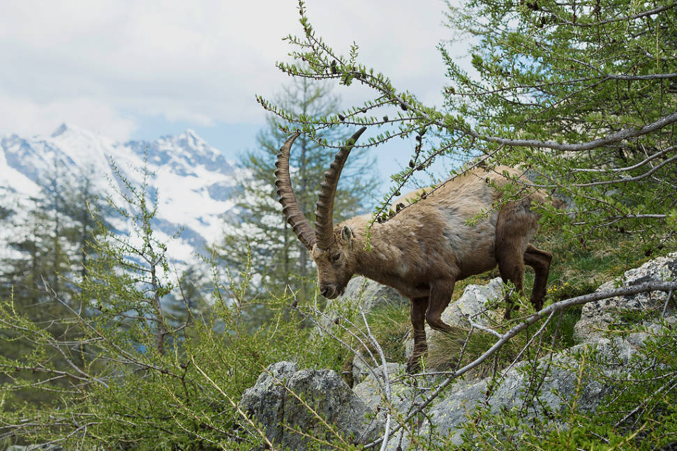 Alpine Ibex in Austria - Best Season