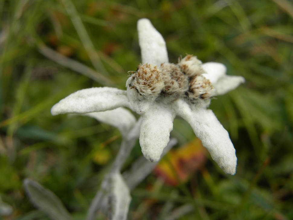 Edelweiss in Austria - Best Season