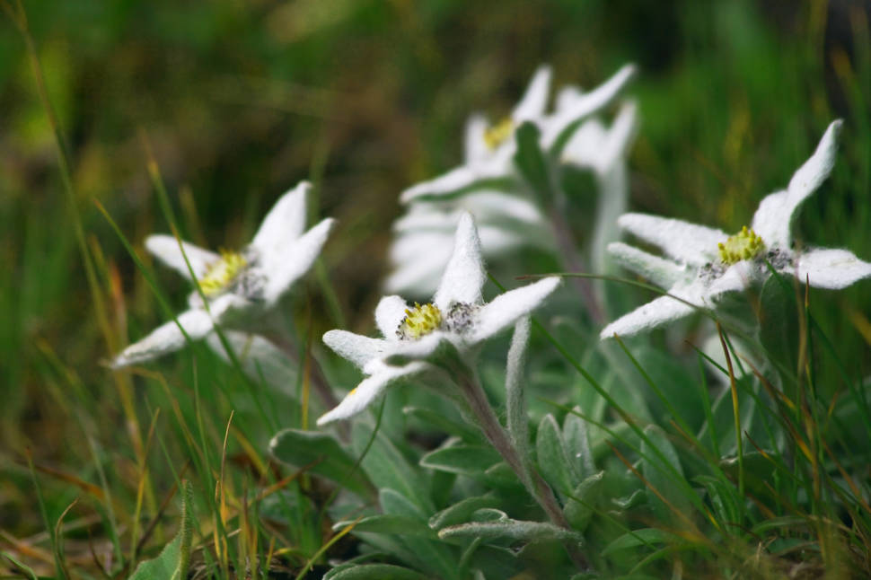 Edelweiss in Austria - Best Time