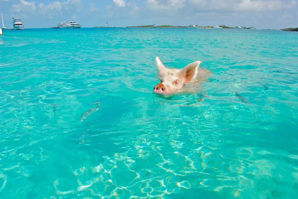 Best time for Swimming Pigs in Bahamas