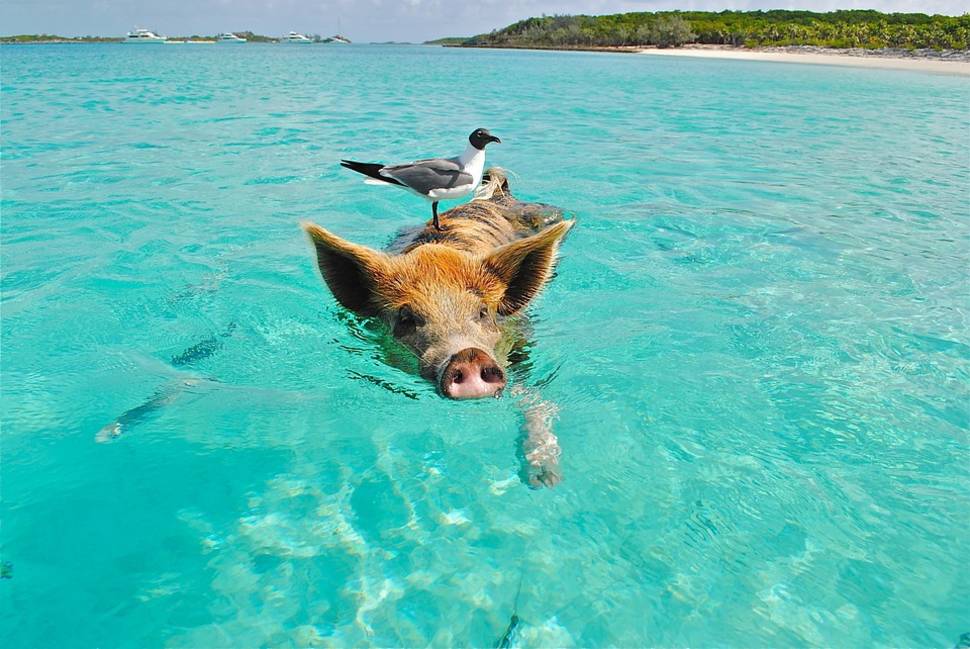 Swimming Pigs in Bahamas - Best Season